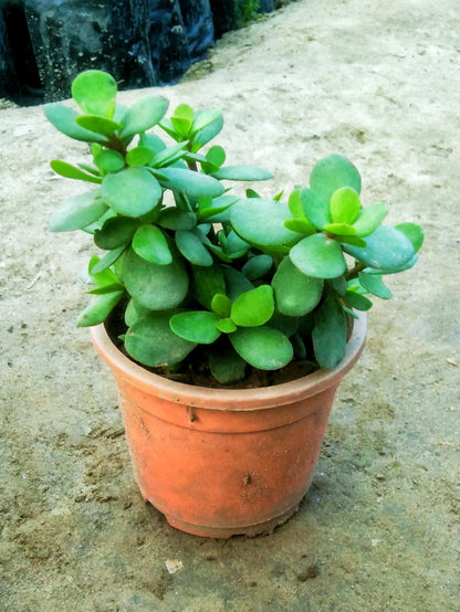 portulaca jade plant Jade plant (Portulacaria afra) in 4 inch black pot – Plantncr