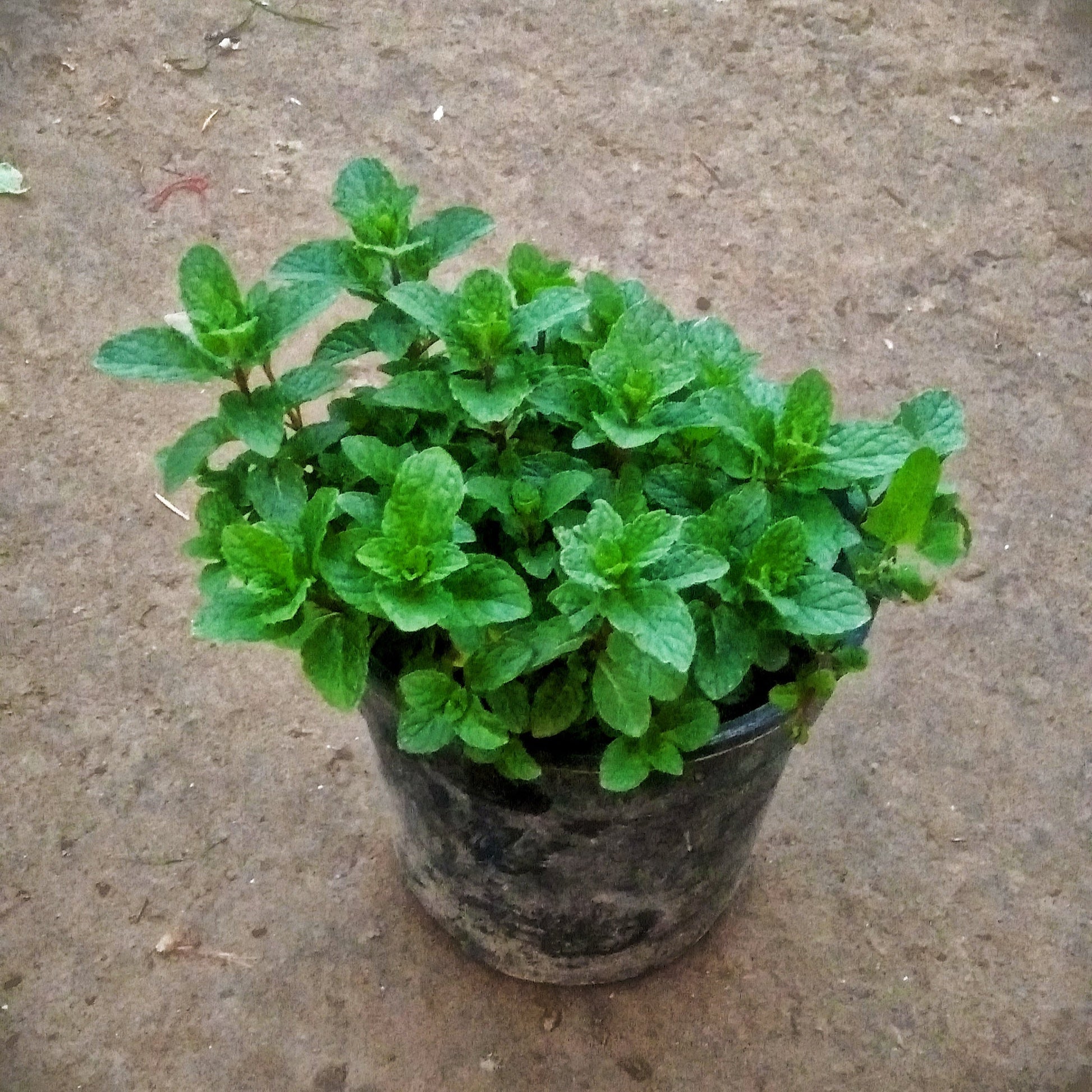 can i plant mint in a pot Podina (Mint) Plant in 6 inch pot – Plantncr