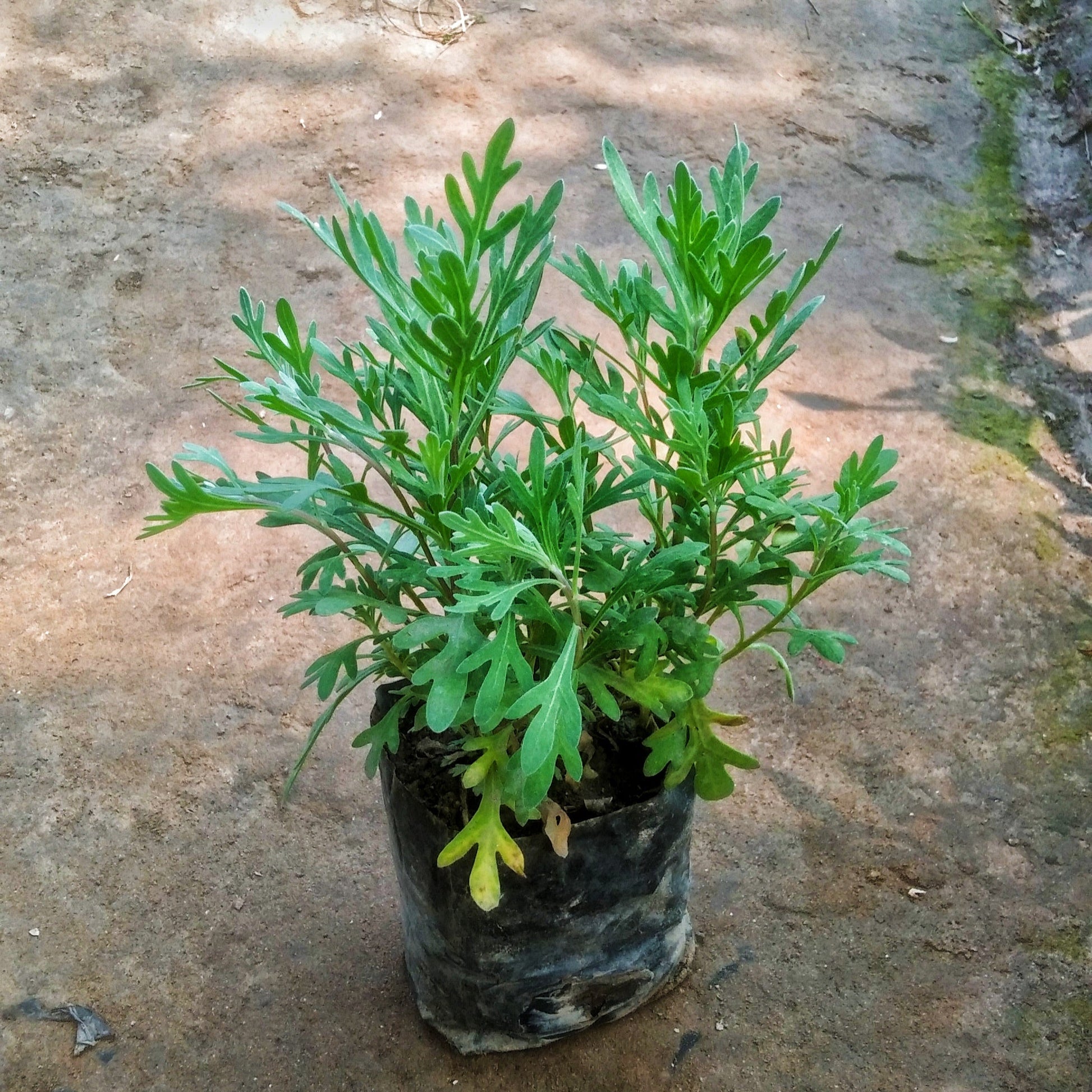 lavender small plants Lavender plant in 4 inch polybag – Plantncr