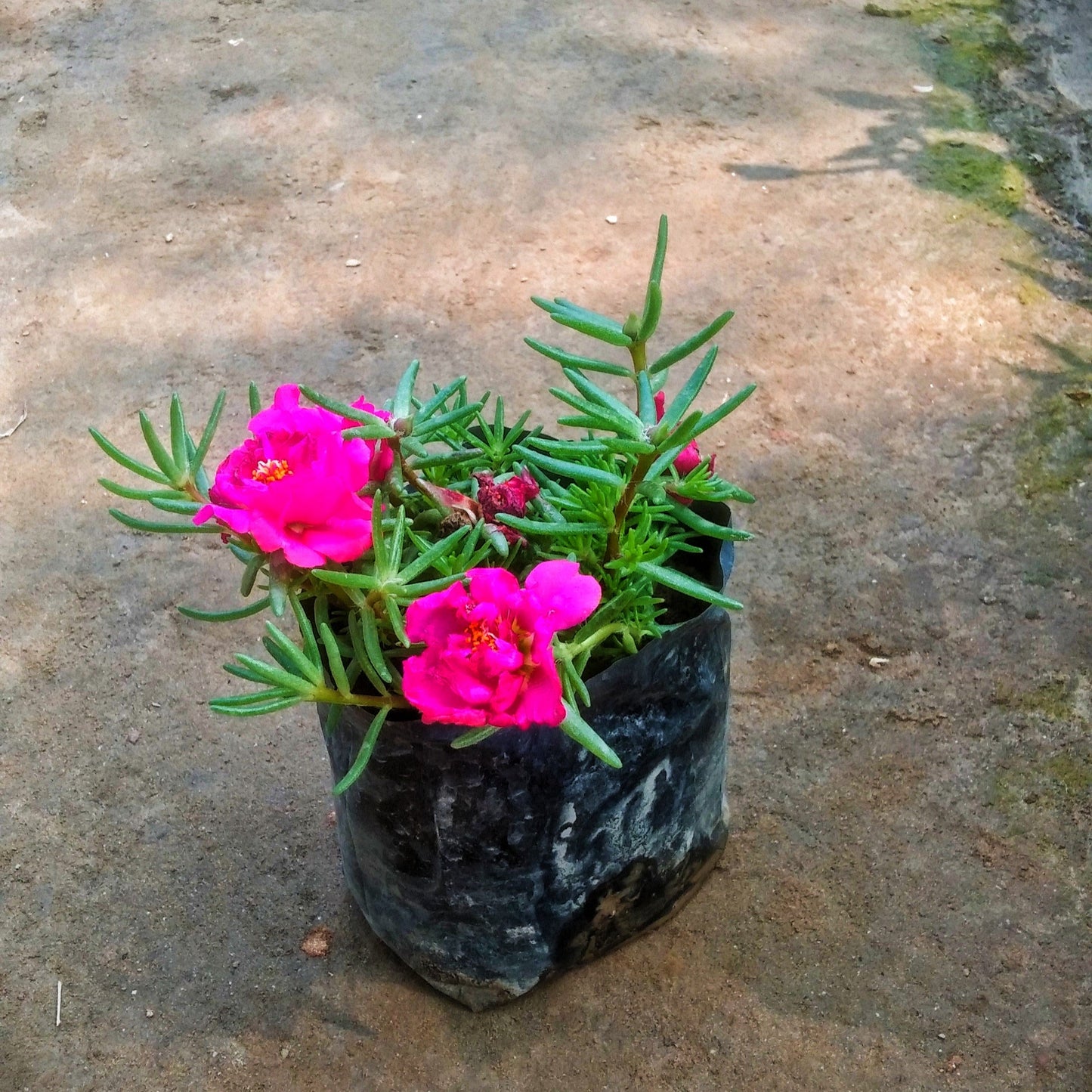 Pink Portulaca plant in 4 inch polybag Plantncr