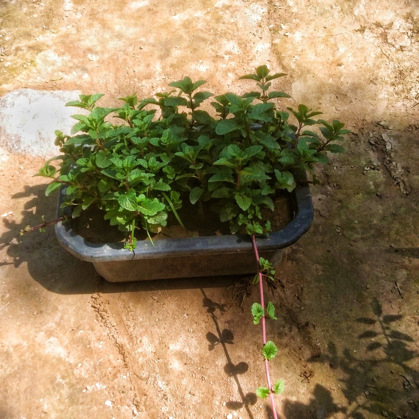 Podina (Mint) Plant in black plastic tray Plantncr