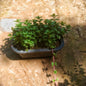 Podina (Mint) Plant in black plastic tray Plantncr