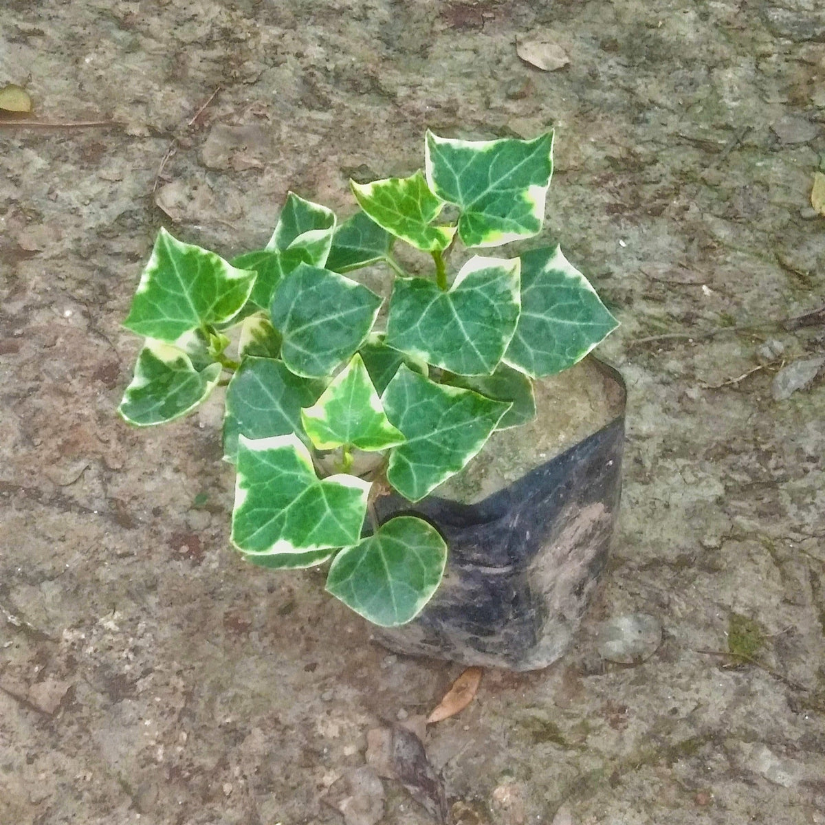 English ivy plant in 4 inch polybag Plantncr