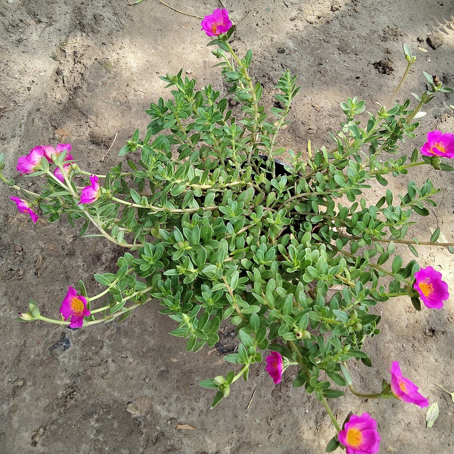 Red Kulfa ( Purslane ) in 6 inch nursery pot