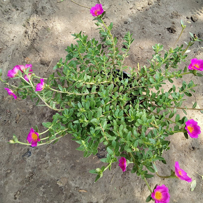 Red Kulfa ( Purslane ) in 6 inch nursery pot