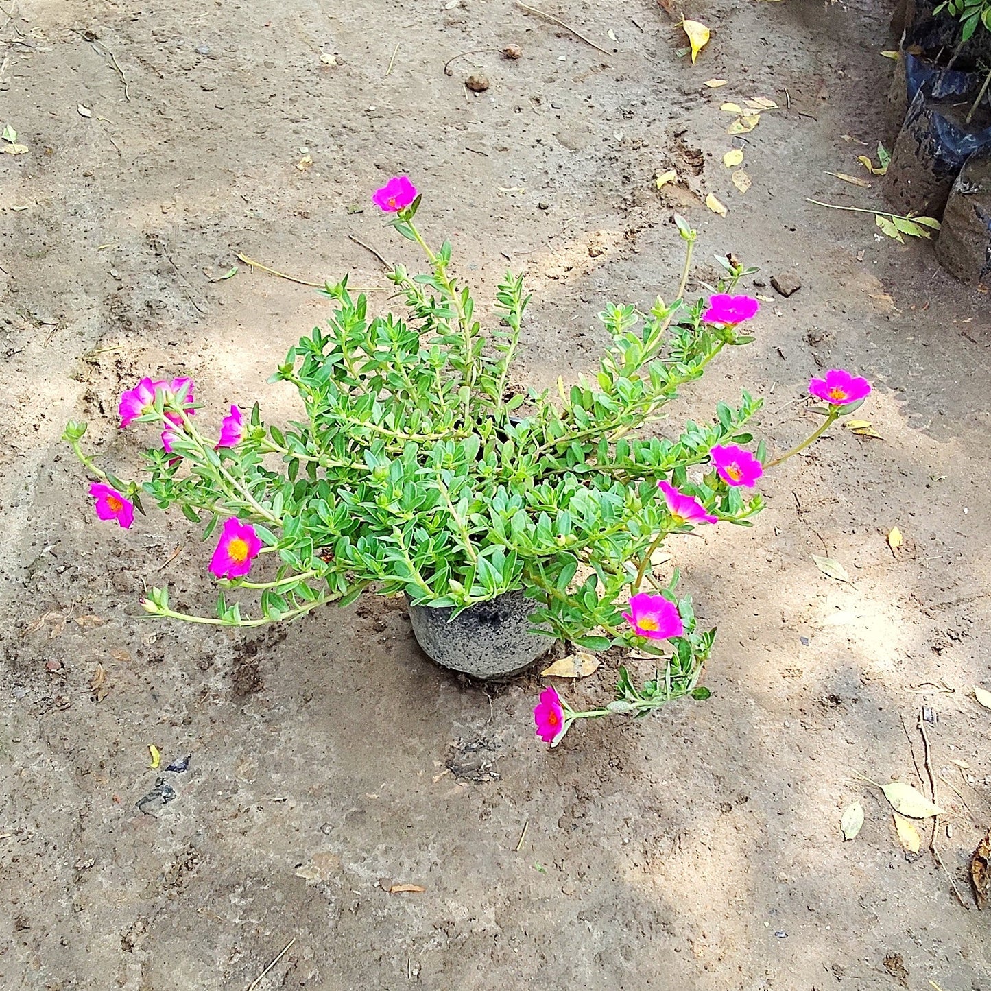 Red Kulfa ( Purslane ) in 6 inch nursery pot