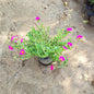 Red Kulfa ( Purslane ) in 6 inch nursery pot