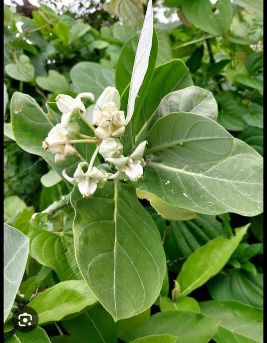 Mandaar plant
