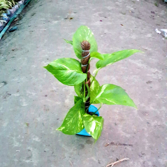 Money Plant Big Leaf (Golden Pothos) - Good Luck & Air Purifying - 4 Inch Nursery Bag