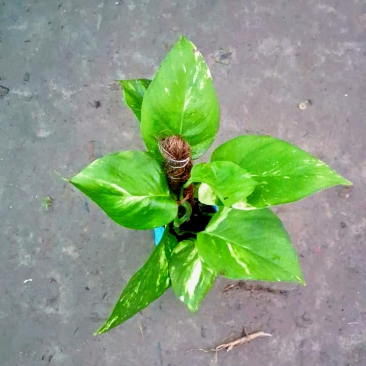 Money Plant Big Leaf (Golden Pothos) - Good Luck & Air Purifying - 4 Inch Nursery Bag