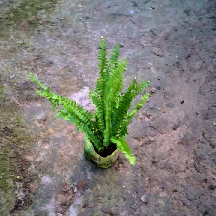 Green Fern & Asparagus Fern Combo (Set of 2) - Texture Collection - 4 Inch Bags