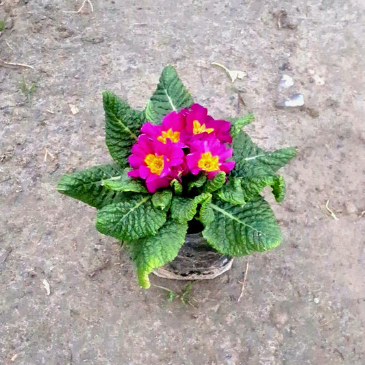Primula Flower Plant (Primrose / Primula Vulgaris) - Winter Flowering - 4 Inch Nursery Bag