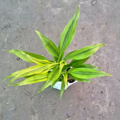 Lucky Bamboo Plant (Green) - Good Luck & Feng Shui - 4 Inch Nursery Bag