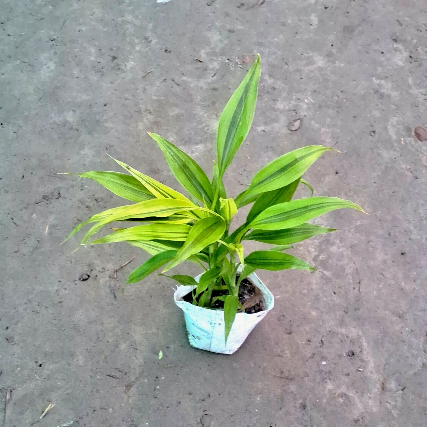 Lucky Bamboo Plant (Green) - Good Luck & Feng Shui - 4 Inch Nursery Bag