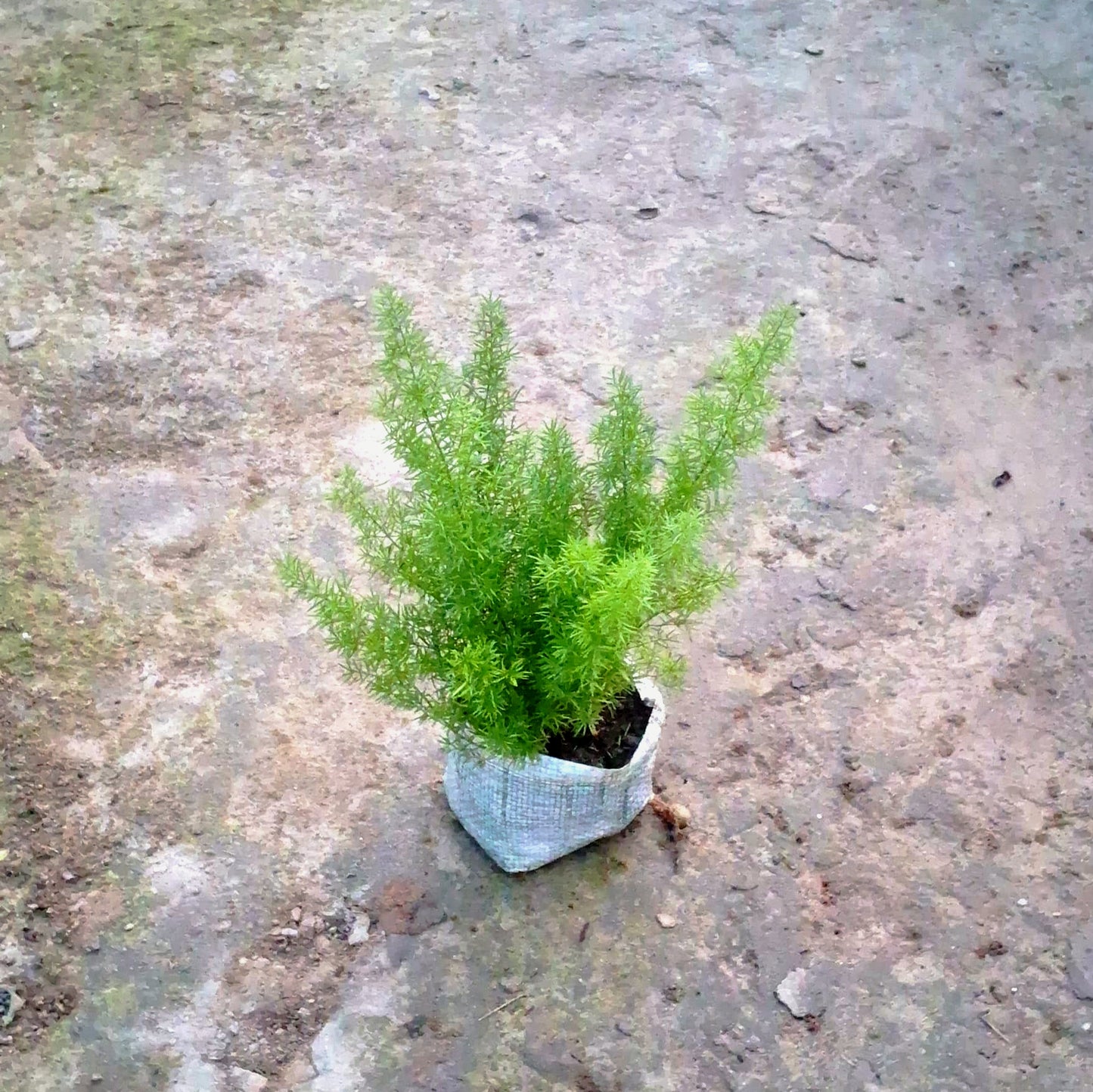 Green Fern & Asparagus Fern Combo (Set of 2) - Texture Collection - 4 Inch Bags