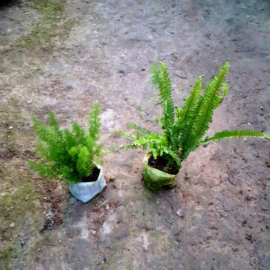 Green Fern & Asparagus Fern Combo (Set of 2) - Texture Collection - 4 Inch Bags