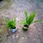 Green Fern & Asparagus Fern Combo (Set of 2) - Texture Collection - 4 Inch Bags