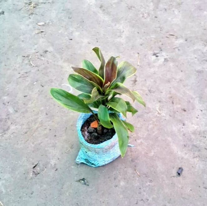 Dracaena Cordyline Green Plant (Green Ti Plant) - Broad Leaf - 4 Inch Nursery Bag