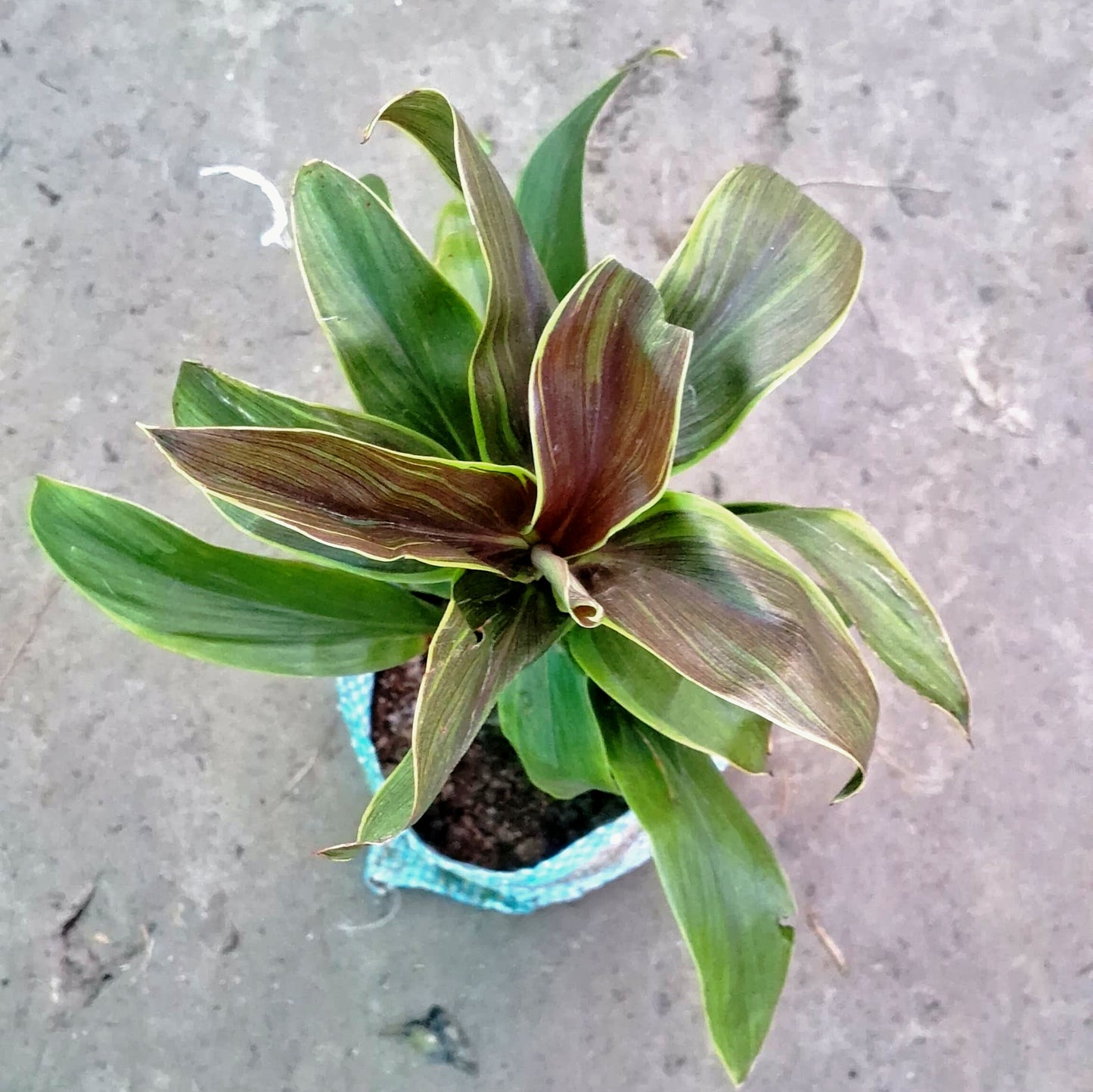 Dracaena Cordyline Green Plant (Green Ti Plant) - Broad Leaf - 4 Inch Nursery Bag