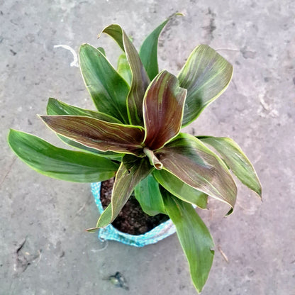 Dracaena Cordyline Green Plant (Green Ti Plant) - Broad Leaf - 4 Inch Nursery Bag