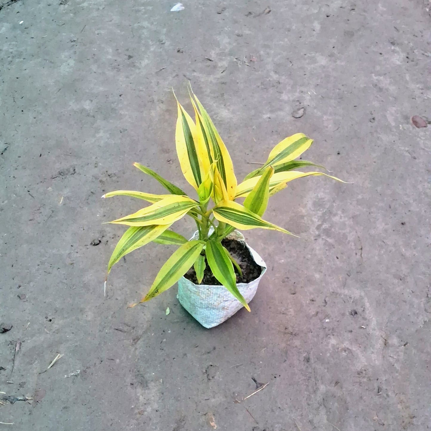 Golden Lucky Bamboo Plant (Dracaena Sanderiana) - Good Luck Charm - 4 Inch Nursery Bag