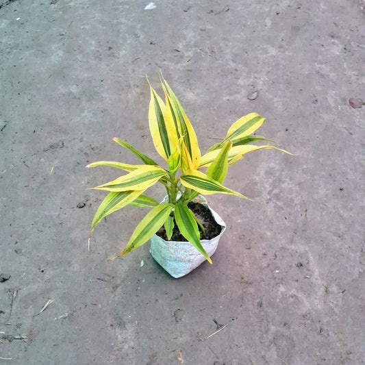 Golden Lucky Bamboo Plant (Dracaena Sanderiana) - Good Luck Charm - 4 Inch Nursery Bag