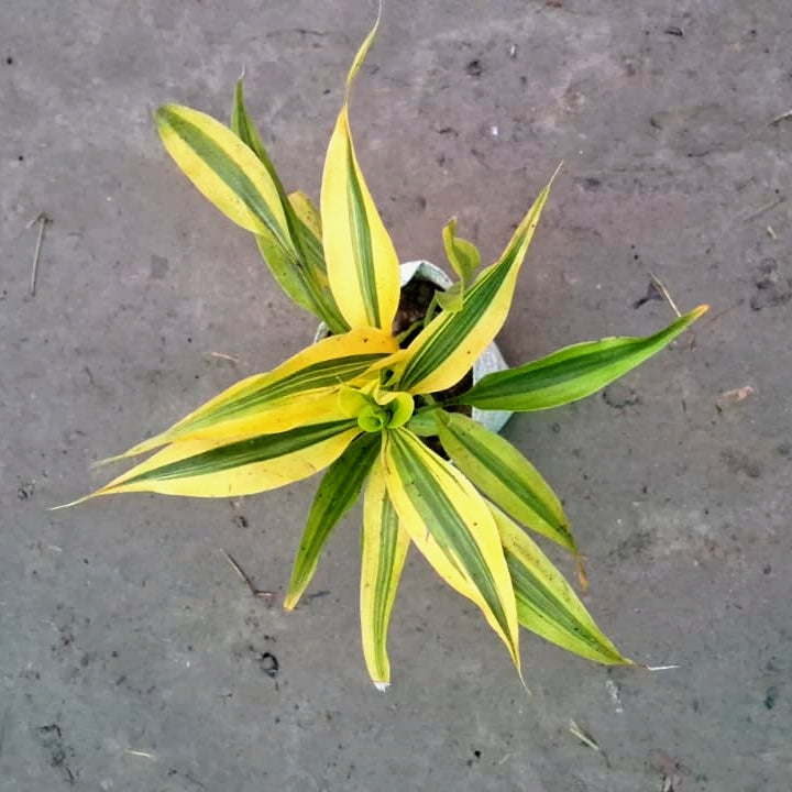 Golden Lucky Bamboo Plant (Dracaena Sanderiana) - Good Luck Charm - 4 Inch Nursery Bag