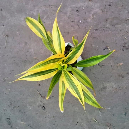 Golden Lucky Bamboo Plant (Dracaena Sanderiana) - Good Luck Charm - 4 Inch Nursery Bag