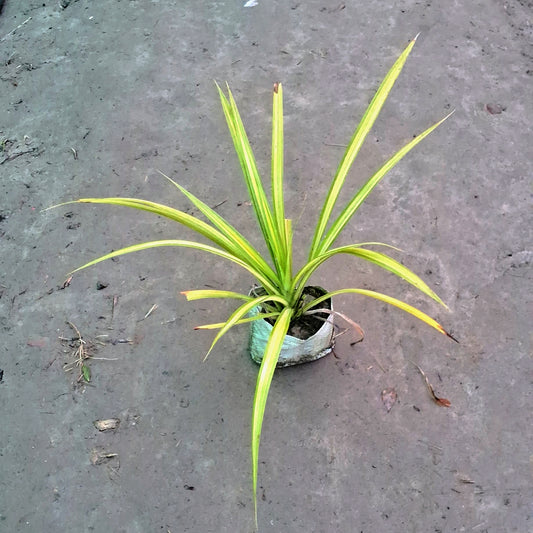 Pandanus Variegated Plant (Golden Screw Pine) - 4 Inch Polybag