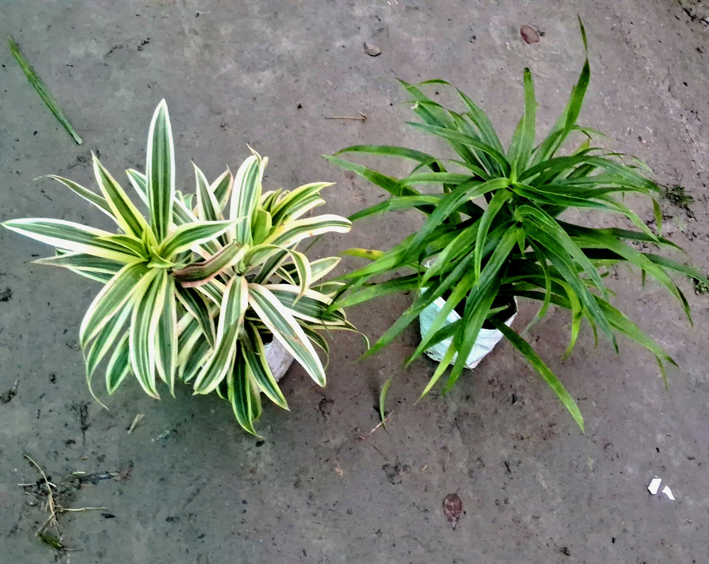 Song of India & Dracaena Messenger Plant (Set of 2) - Air Purifying Combo