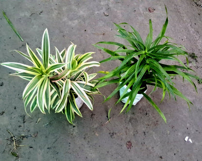 Song of India & Dracaena Messenger Plant (Set of 2) - Air Purifying Combo