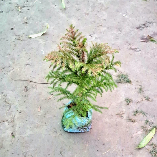 Christmas Tree (Araucaria Plant) - Live Ornamental Pine - 5 Nursery Bag