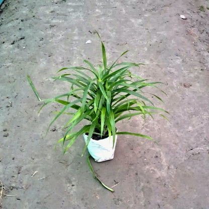 Dracaena Green Plant (Slender Leaf) - Air Purifying - 4 Inch Nursery Bag