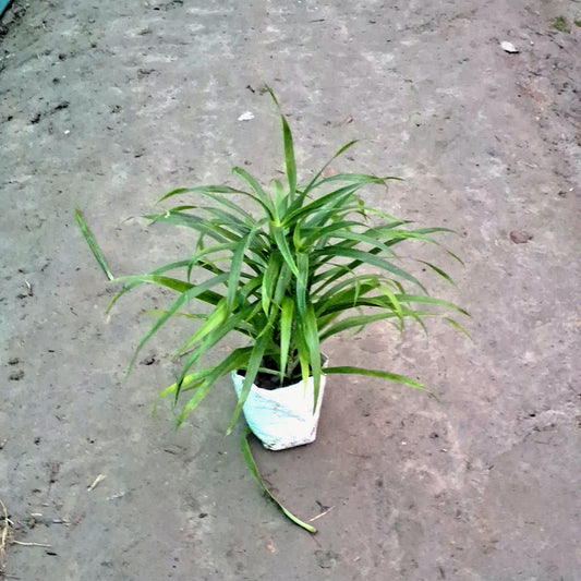 Dracaena Green Plant (Slender Leaf) - Air Purifying - 4 Inch Nursery Bag