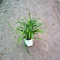 Dracaena Green Plant (Slender Leaf) - Air Purifying - 4 Inch Nursery Bag