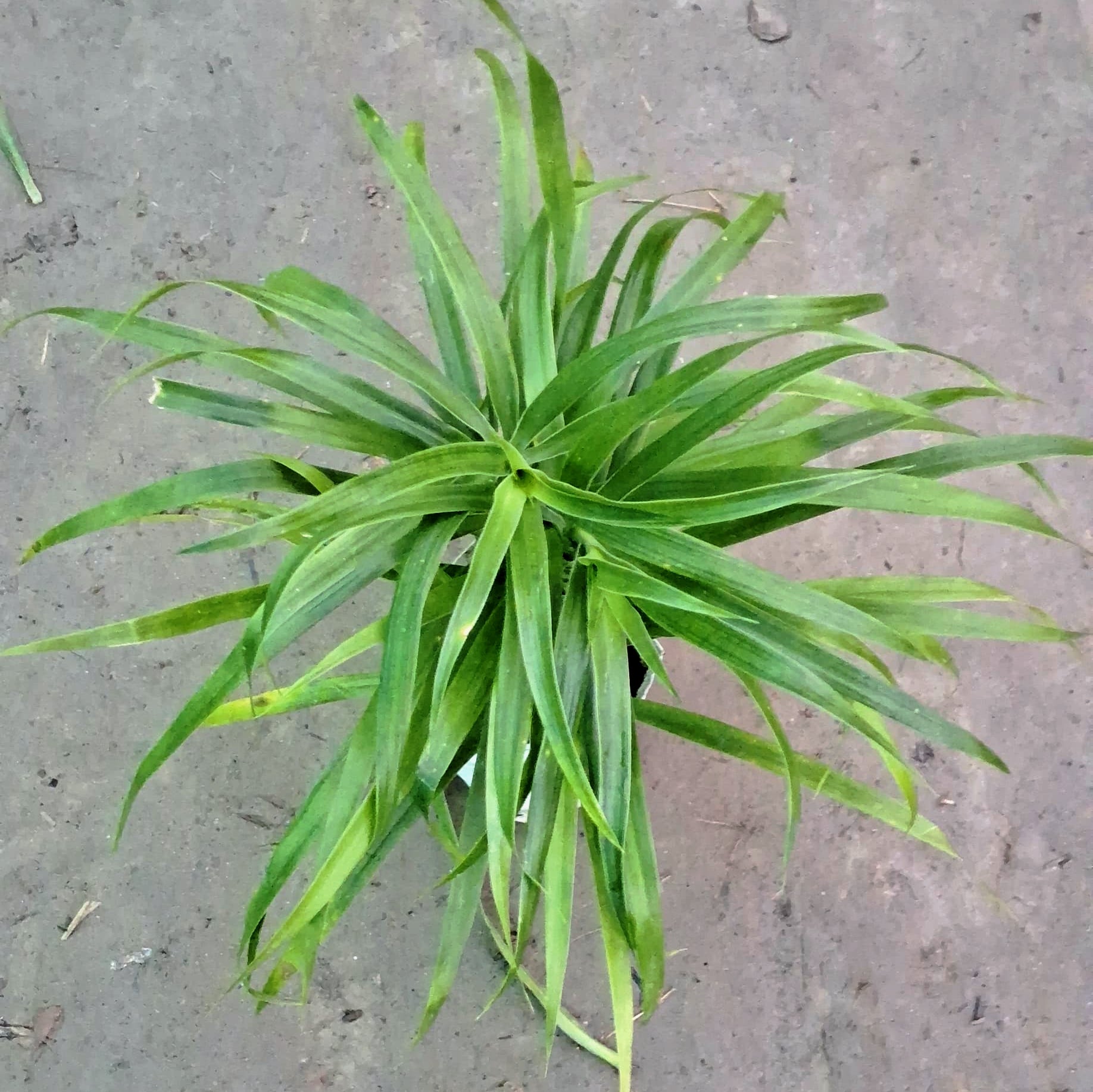 air purifying song of india plant Song of India & Dracaena Messenger Plant (Set of 2)