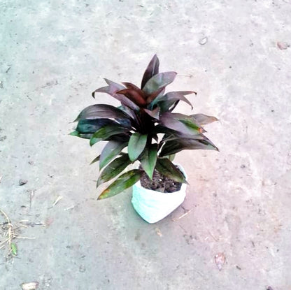 Dracena Dracaena Purple Compacta (Purple Cordyline) - Exotic Dark Foliage - 4 Inch Nursery Bag