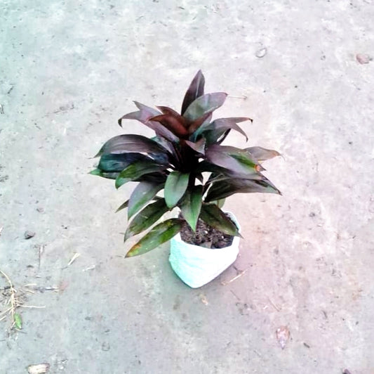 Dracena Dracaena Purple Compacta (Purple Cordyline) - Exotic Dark Foliage - 4 Inch Nursery Bag
