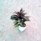 Dracena Dracaena Purple Compacta (Purple Cordyline) - Exotic Dark Foliage - 4 Inch Nursery Bag