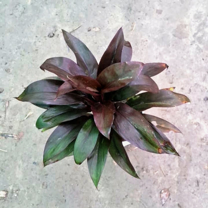 Dracena Dracaena Purple Compacta (Purple Cordyline) - Exotic Dark Foliage - 4 Inch Nursery Bag
