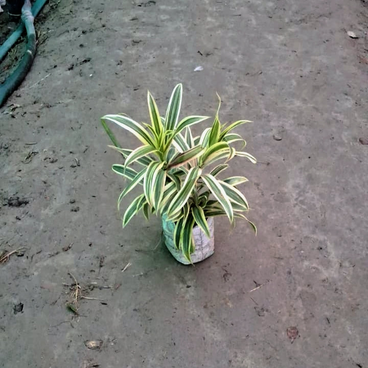 Song of India Plant (Dracaena Reflexa) - Air Purifying