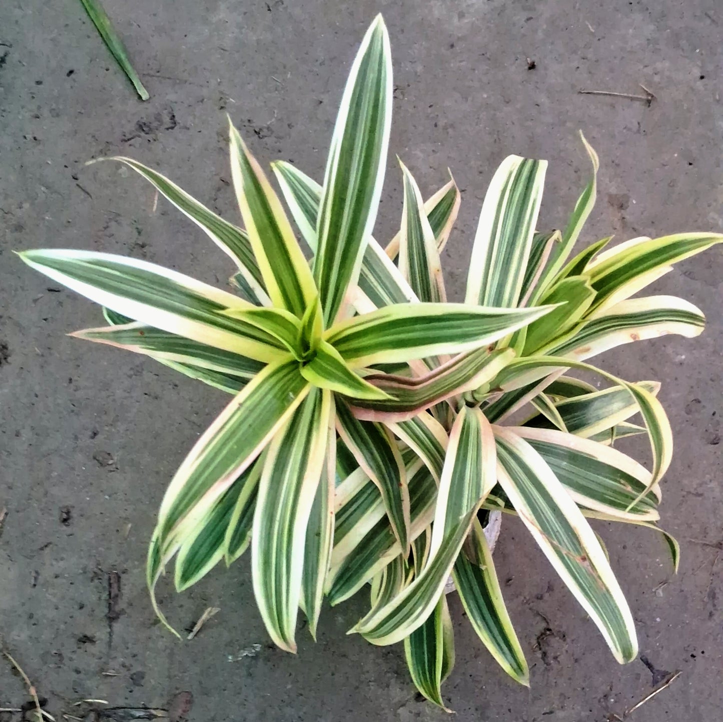 Song of India Plant (Dracaena Reflexa) - Air Purifying