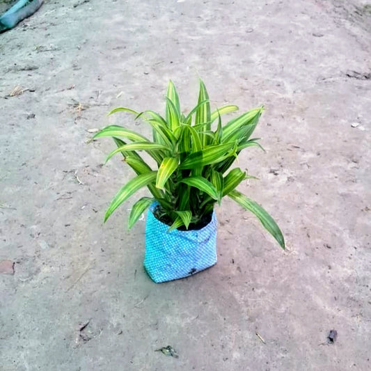 Dracaena Massangeana Plant (Corn Plant / Mass Cane) - Air Purifying - Nursery Bag