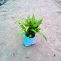 Dracaena Massangeana Plant (Corn Plant / Mass Cane) - Air Purifying - Nursery Bag