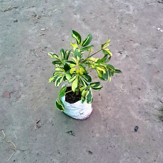 Schefflera Plant (Dwarf Umbrella Tree) - Variegated - 4 Inch Nursery Bag