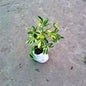 Schefflera Plant (Dwarf Umbrella Tree) - Variegated - 4 Inch Nursery Bag