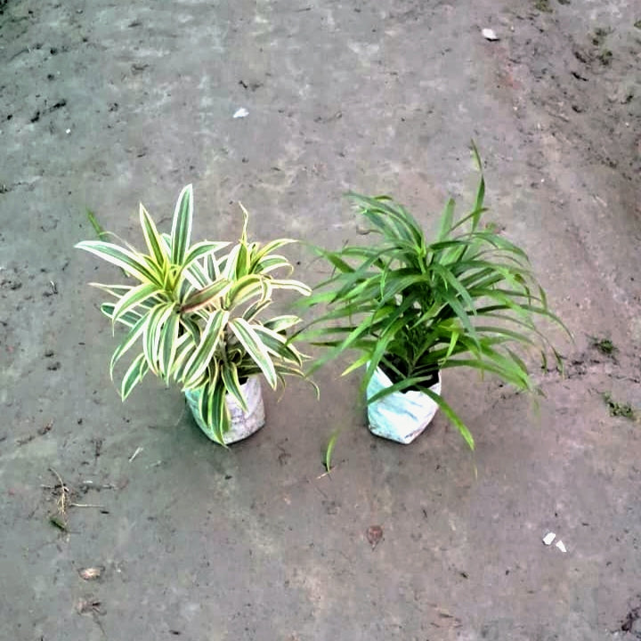 Song of India & Dracaena Messenger Plant (Set of 2) - Air Purifying Combo