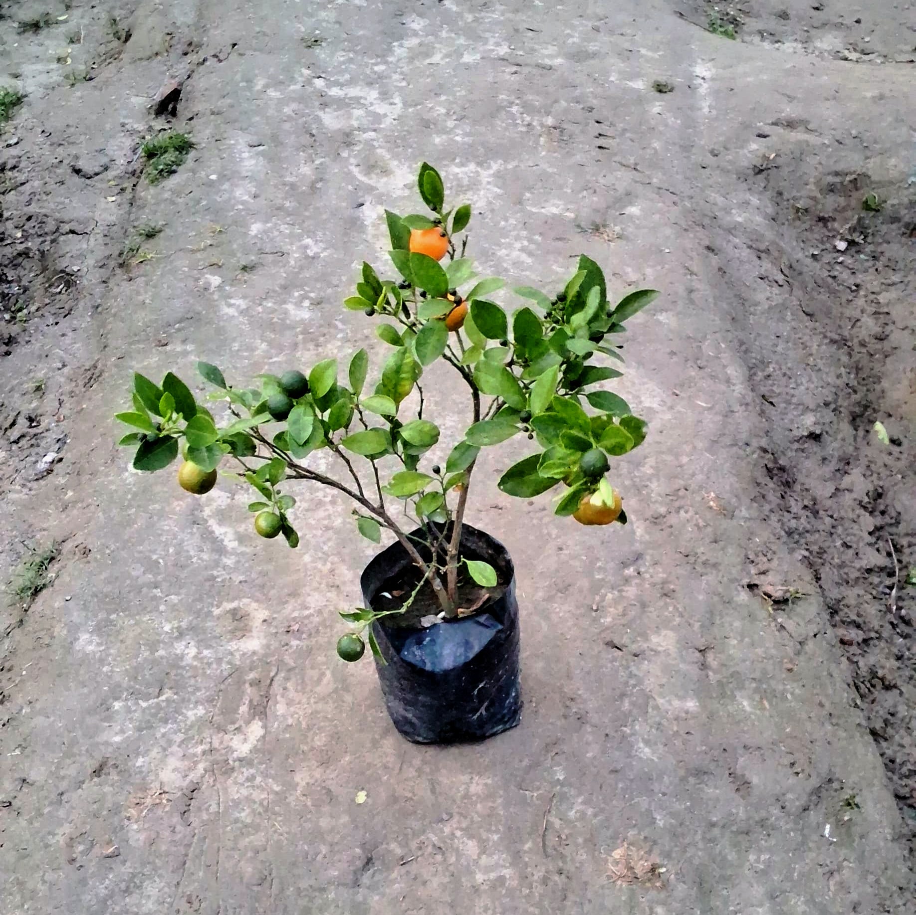 Chinese orange plant in 6 inch Nursery bag – Plantncr