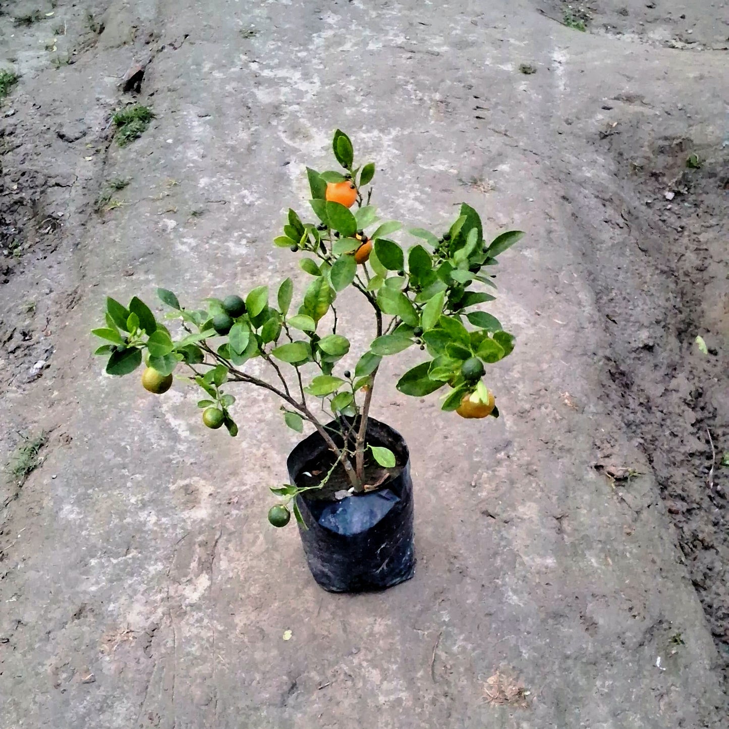 Chinese orange plant in 6 inch Nursery bag