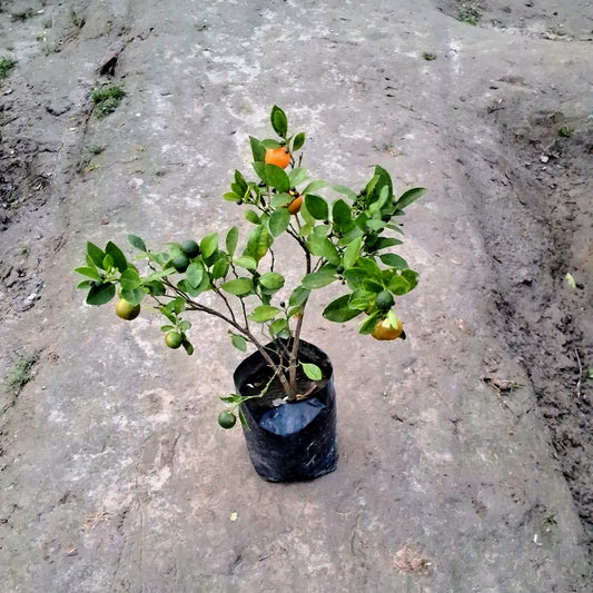 Chinese orange plant in 6 inch Nursery bag
